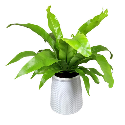 耐阴喜湿雨林缸造景附生室内植物墙盆栽绿植白月光展叶火焰鸟巢蕨