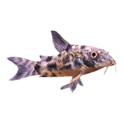 漂亮宝贝鳉漂亮的宝贝鱼贡氏圆尾鳉科鱼热带观赏鱼淡水小型鱼活体