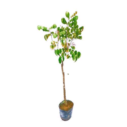 杨桃果树苗台湾四季甜脆红杨桃嫁接树苗南方种植地栽盆栽当年结果