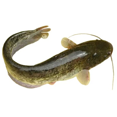 大口鲶鱼苗南方大口鲶土鲶鱼苗淡水养殖食用凶猛路亚量二须鲶鱼苗