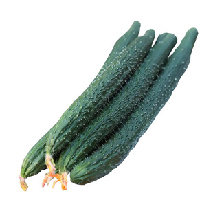 黄瓜种籽苗黄瓜苗秧特大青瓜秧苗四季春种阳台盆栽早春季蔬菜种子