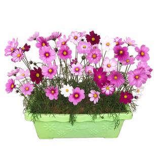 多年生四季野花组合种子开花播种草花花卉籽易活波斯菊百日草花海