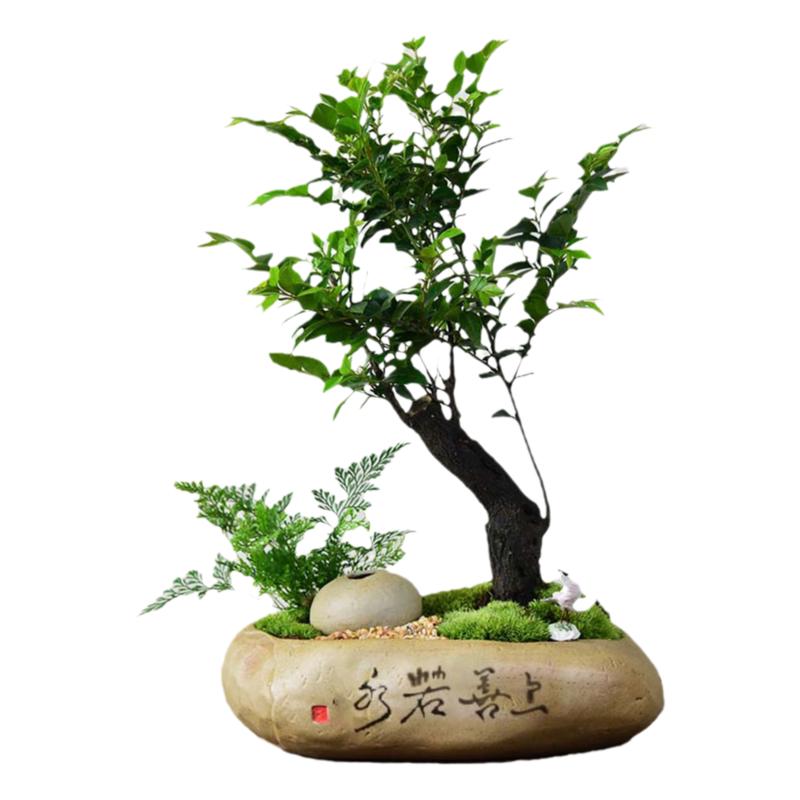 紫檀盆栽客廳桌面綠植黑骨茶室內(nèi)書(shū)房好養(yǎng)小盆景裝飾擺件陽(yáng)臺(tái)植物