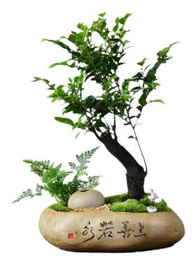 紫檀黑骨茶室内好养客厅