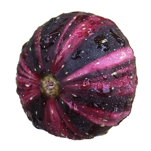 森农哥抗寒布兰瑞克无花果树苗果苗盆栽特大矮化苗青皮紫果
