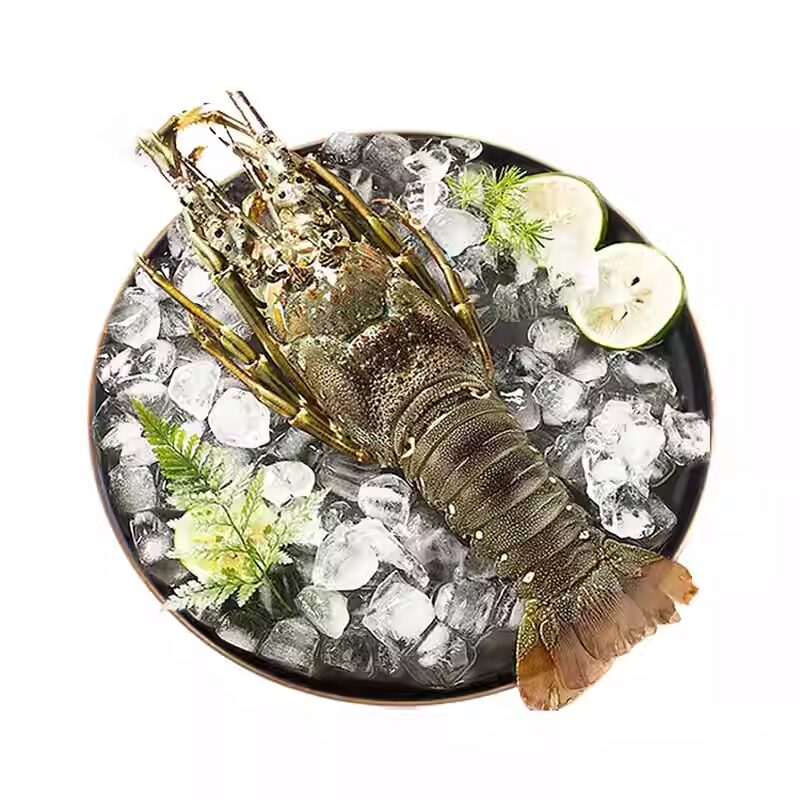 新鲜生冻小青龙龙虾鲜活速冻大龙虾冰鲜冷冻大虾海鲜水产船冻龙虾