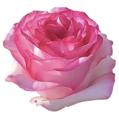 盆栽月季蔷薇阳台四季开浓香