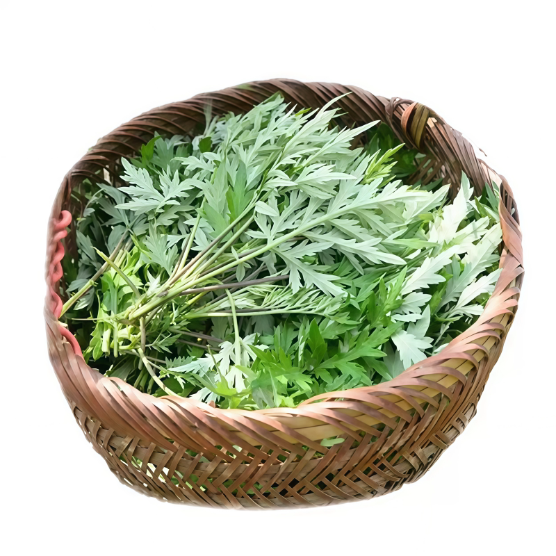 野生艾草种子四季驱蚊