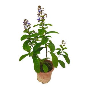 蓝蝴蝶花苗阳台盆栽花卉植物蝴蝶兰盆栽好养蓝色奇特花朵易养好活