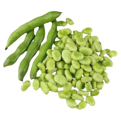 七粒香大蚕豆种籽胡豆种子