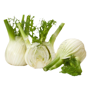 水果球茎茴香种子割茬小茴香籽结球阳台庭院四季播春秋冬季盆栽