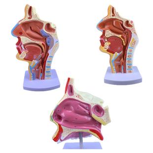 中医人体鼻腔耳鼻喉解剖图鼻子口腔鼻部结构组织科学研究教学模型