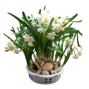 精选玉玲珑复瓣正宗漳州水仙花大种球百叶仙子重瓣水培双瓣花头