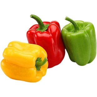 黄彩椒苗辣椒苗子红绿圆椒种籽苗五彩灯笼甜椒苗盆栽高产四季秧苗