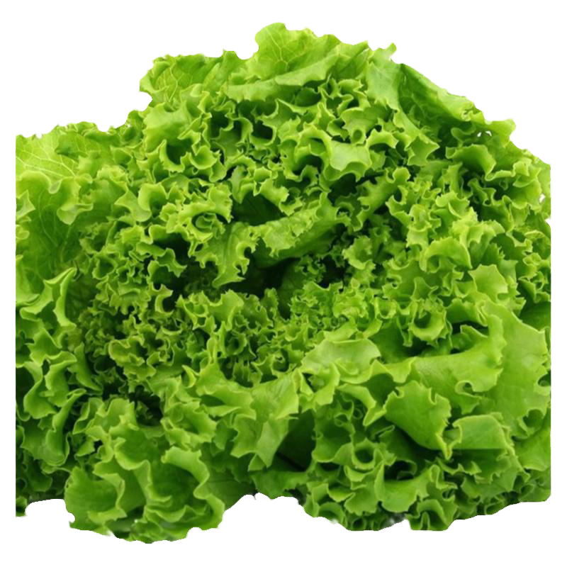 四季玻璃生菜种子可生吃阳台盆栽蔬菜种籽农家奶油生菜种蔬菜种孑