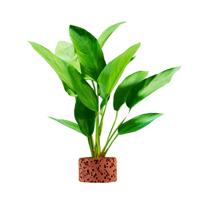 yee水草培菌净水阴性水草