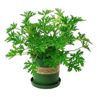 驱蚊草铺苍草天竺葵盆栽 香叶 天然驱蚊虫植物 室内阳台庭院植物