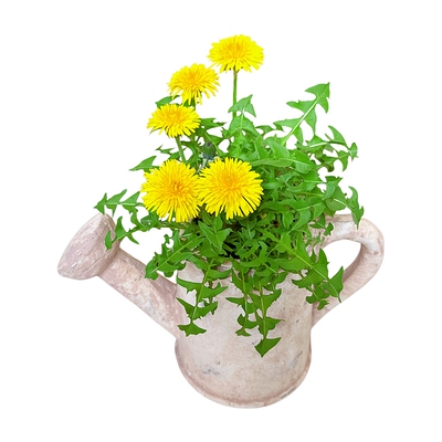 四季可食用野生蒲公英种籽婆婆丁