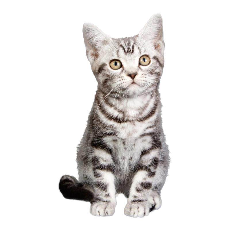 亮亮喵纯种短毛宠物猫包邮