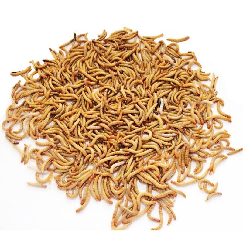 面包虫活体小虫子1厘米宠物饲料蝎子蜘蛛石蛙开口虫 小幼虫活体