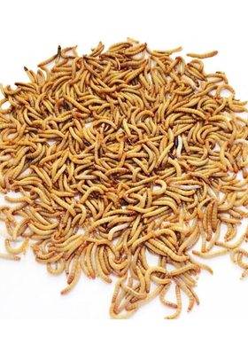 面包虫活体宠物饲料蝎子开口虫