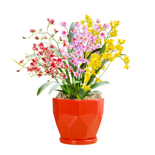 香水味文心兰当年开花现带花苞梦香兰花苗浓香花卉盆栽水培植物