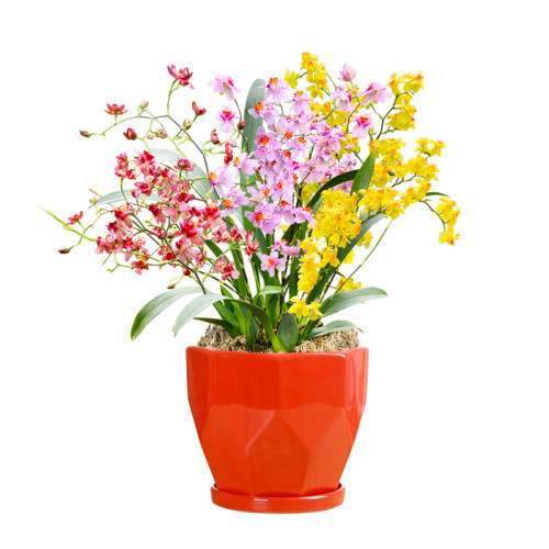 香水味文心兰当年开花现带花苞梦香兰花苗浓香花卉盆栽水培植物
