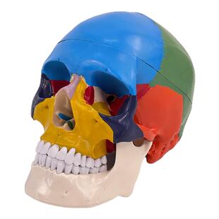 彩色人体头颅骨模型头骨色性分离 1：1仿真头骨模型附颈椎 脑动脉