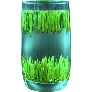 雀舌2025新茶湄潭翠芽明前茶春茶嫩芽茶叶贵州高山云雾绿茶清香型