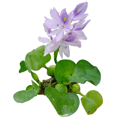 水葫芦浮萍养鱼造景净化种子