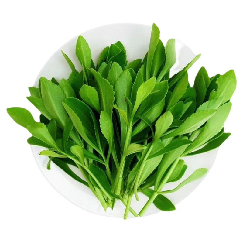 2026年新鲜养心菜嫩头现摘救心菜食用高钙菜费菜景天三七菜包邮
