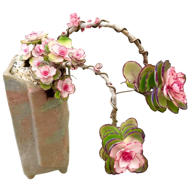 露天好养多肉老桩粉色锦绣牡丹