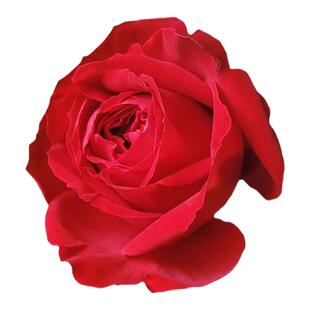 红色茶花女月季花大苗阳台庭院盆栽玫瑰花四季特大花浓香观花植物