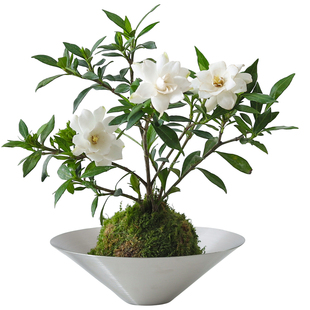 栀子花盆栽带花苞室内客厅办公室桌面四季好养花卉植物绿植盆景