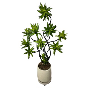 百合竹客厅绿植旺宅客厅绿植室内大型盆栽高级感造型轻奢好养耐寒