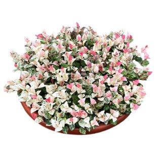 花叶络石花苗盆栽四季彩叶垂吊花栽耐寒耐热庭院阳台绿植花卉好养