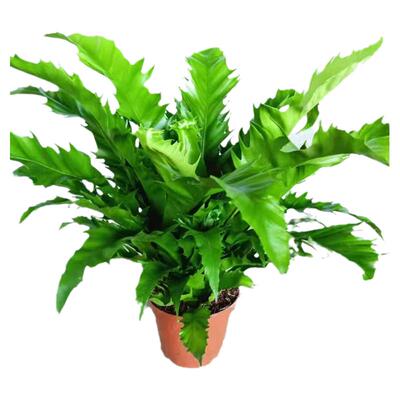 维纳斯鸟巢蕨盆栽苗火焰四季观叶