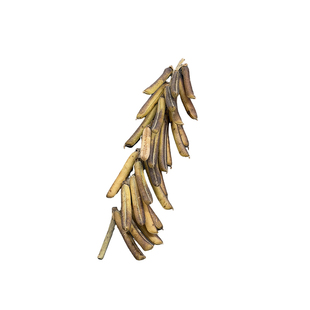 天然猪屎豆果荚有种子自然植物装饰摇晃有声音收藏道具标本种荚