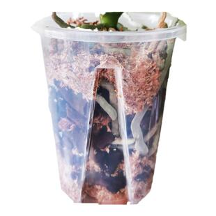 蝴蝶兰花盆青山盆控根兰花花盆打孔套盆控根盆透气蝴蝶兰花专用盆