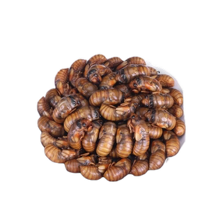 2025新鲜金蝉知了猴唐僧肉结了龟爬叉猴100只冰冻新货顺丰包邮