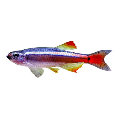 白云金丝鱼冷水可养无需加温新手