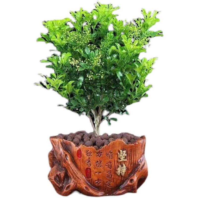 四季米兰花盆栽室内阳台庭院