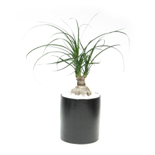 本木庐舍丨多头酒瓶兰植物盆栽 龙舌兰科 肉质根象腿树绿植宫造型