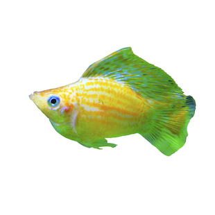 玛丽球玛丽球鱼米奇鱼缸直下小鱼新手冷水鱼好养活孔雀小缸观赏鱼