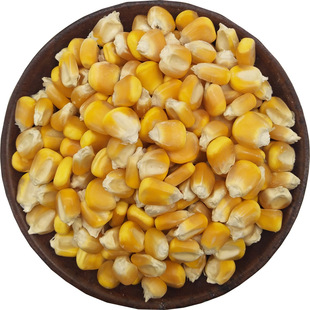 新玉米粒5斤老玉米粒农家自产散装干玉米粒钓鱼打窝小鸡鸽子饲料