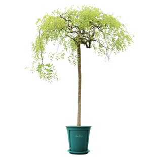 龙爪槐树苗造型树庭院行道大型耐寒遮阳绿化风景树嫁接黄金垂槐树