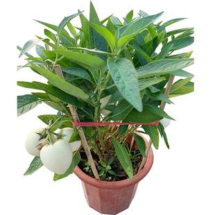 人参果苗当年结果 茄瓜果盆栽 人生果树 仙桃苗 正宗食用长寿果苗