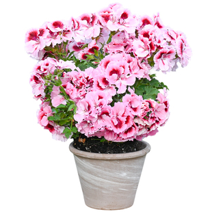 海蒂的花园天竺葵盆栽花苗垂吊大花重瓣四季花卉室内阳台植物绿植