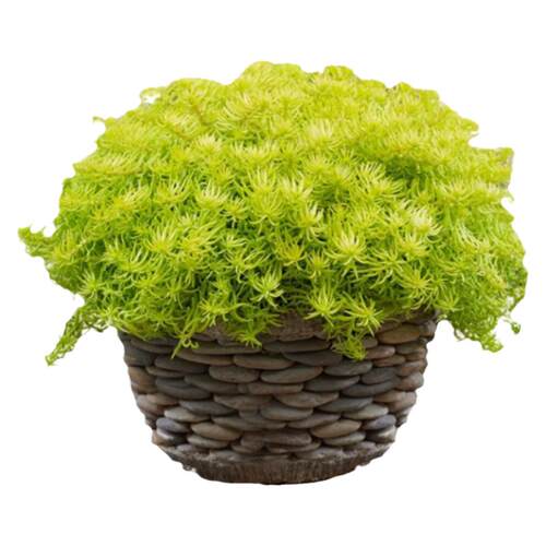 金叶过路黄盆栽多年生佛甲草中华景天黄金翠云草蔓性常绿草坪植物