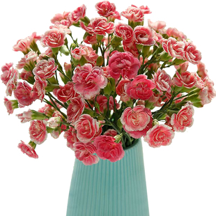 云南鲜花直发白粉多头康乃馨母亲节昆明花卉市场斗南花束真花顺丰